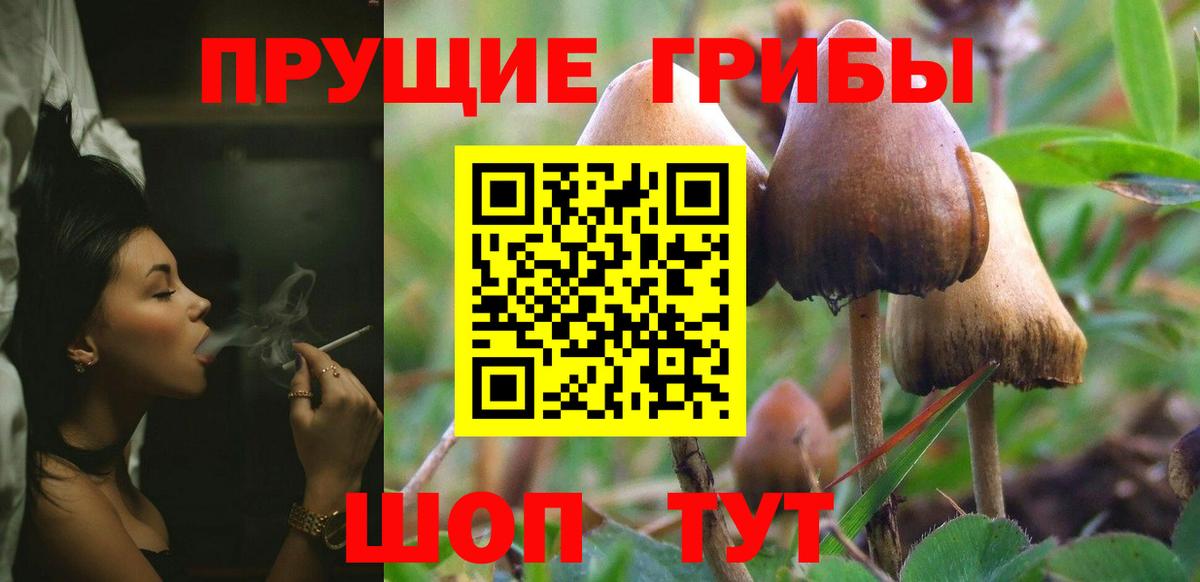 Галлюциногенные грибы Psilocybe Волгодонск